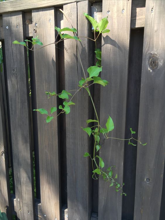 Clematis Vine, non flowering
