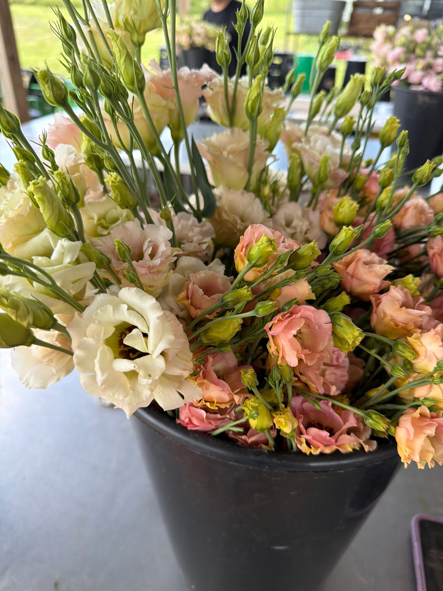 Lisianthus - 10 stem Bunch