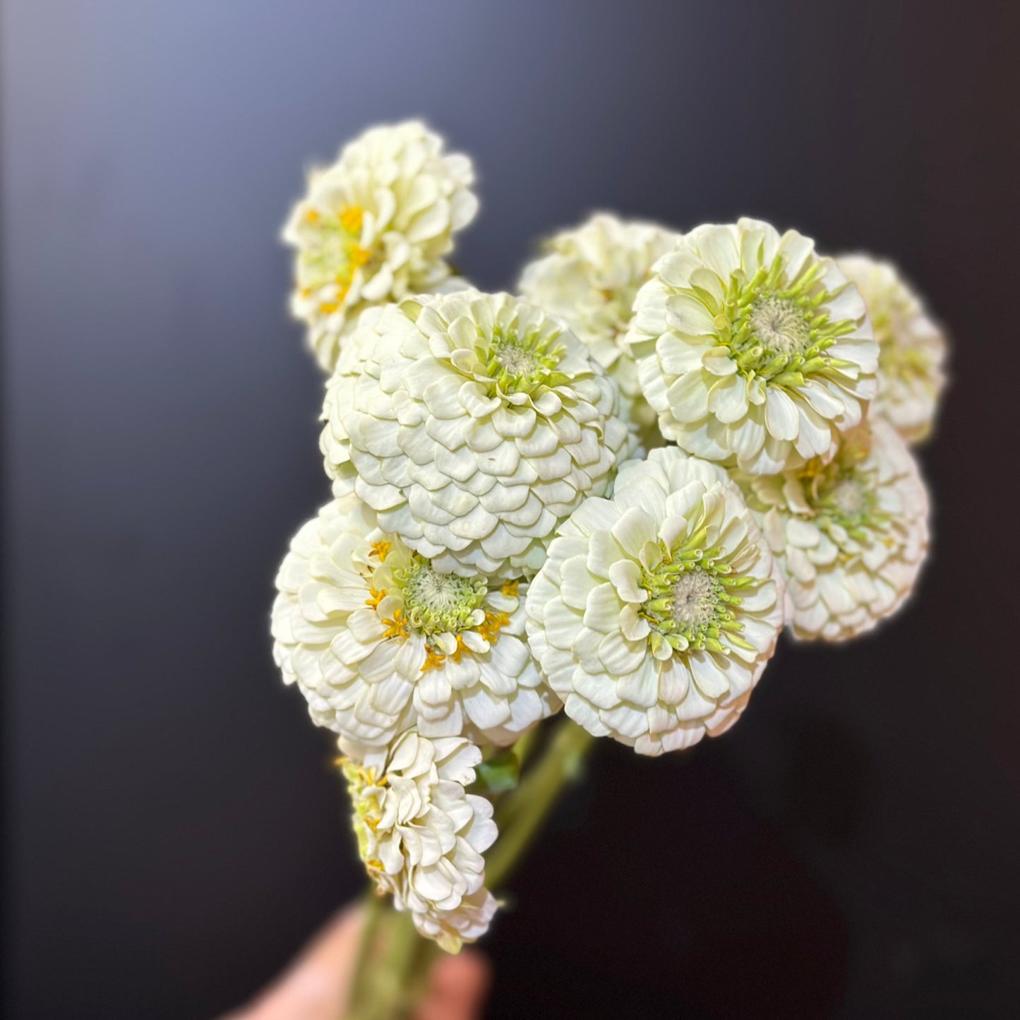 Zinnia, Oklahoma (White)