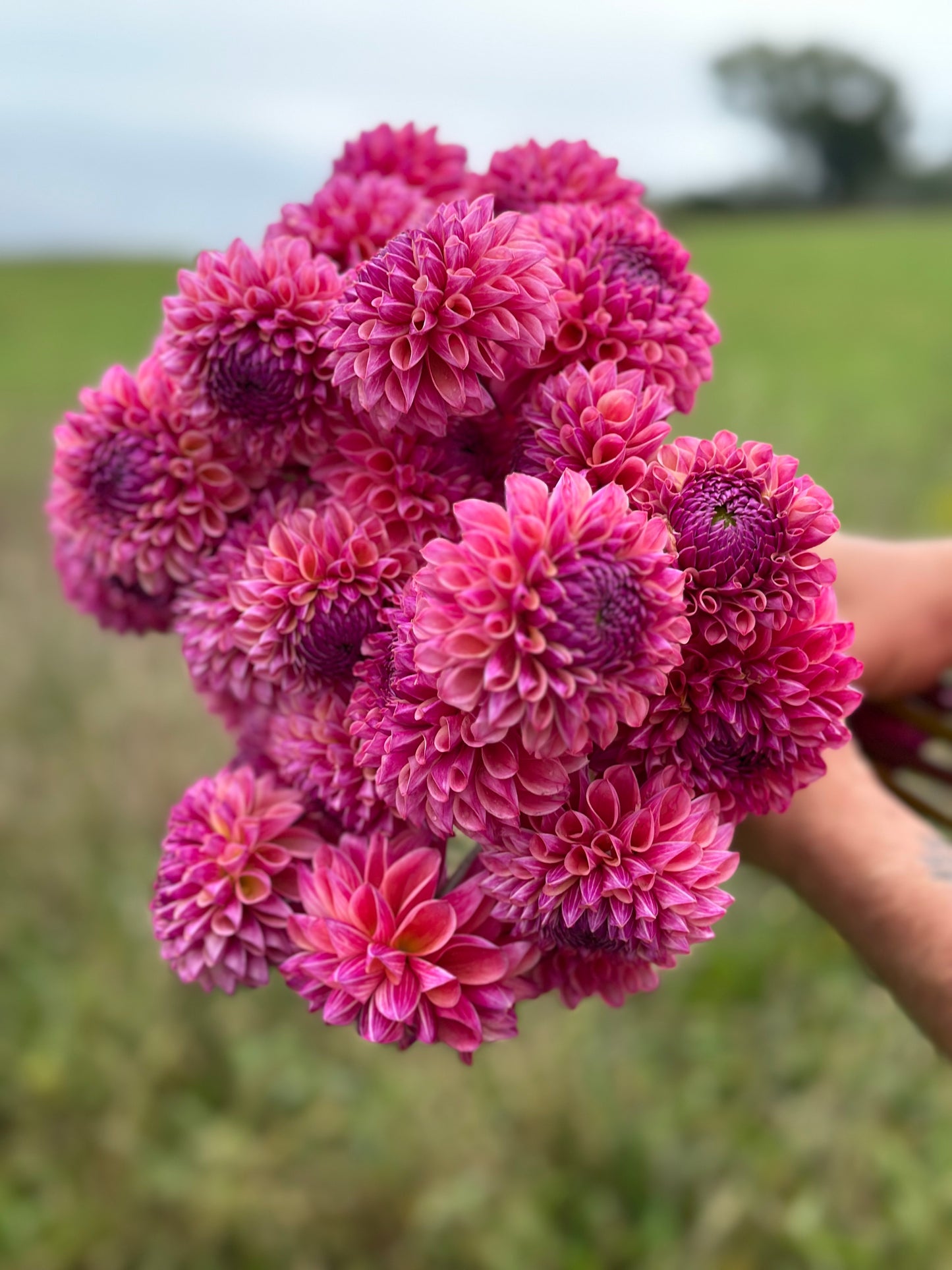 2026 Dahlia CSA Bouquet with Delivery
