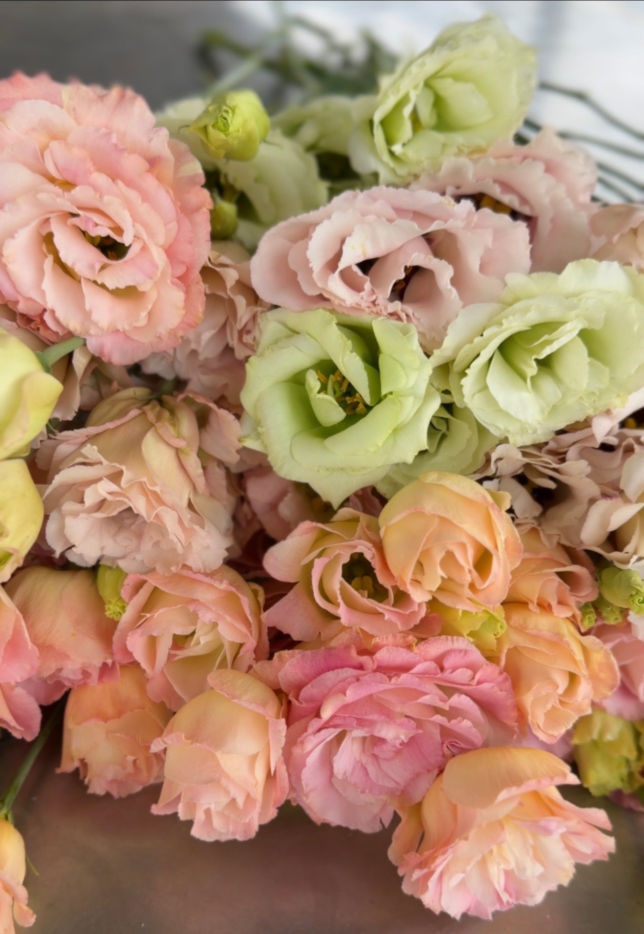 Lisianthus Flash Sale