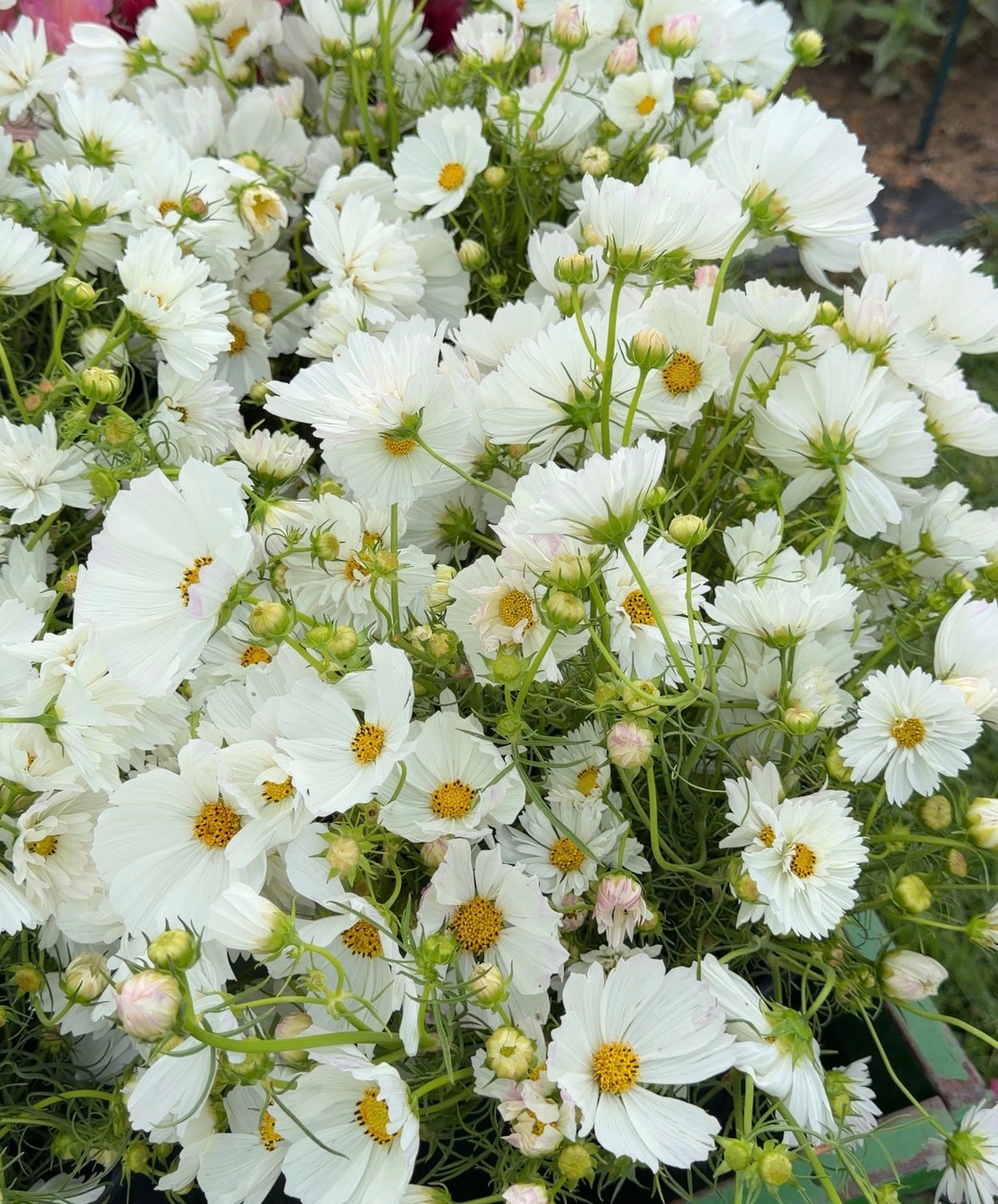 Cosmos Flash Sale