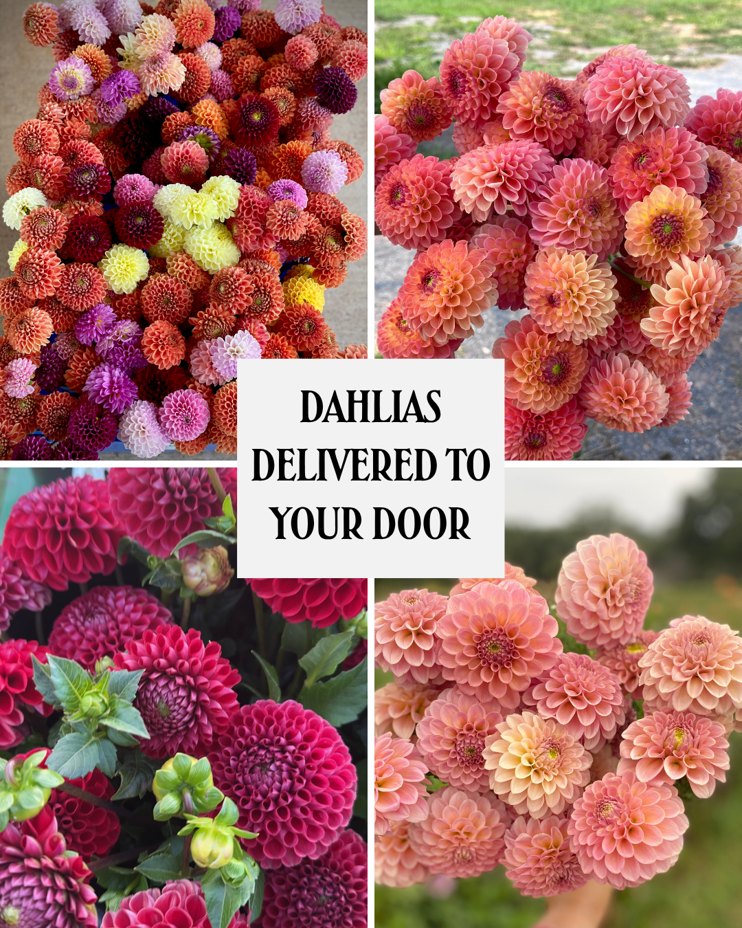 DAHLIAS DELIVERED