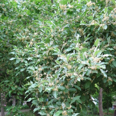 Autumn Olive Branches (Large)