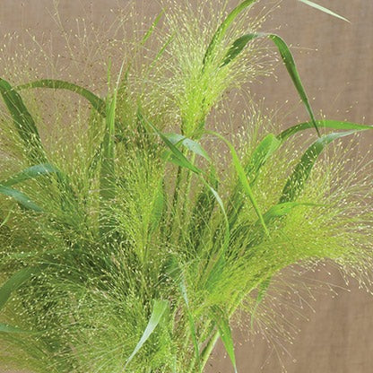 Grass, Panicum (Frosted Explosion)