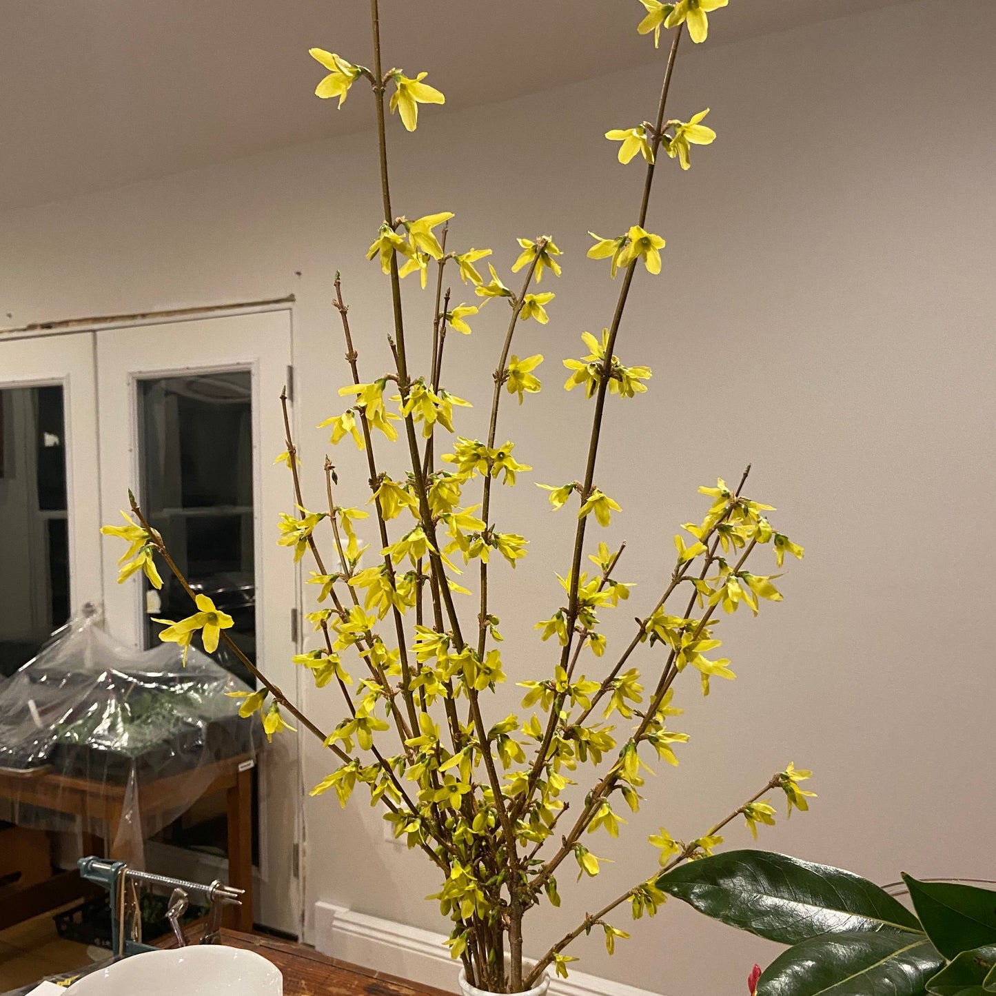 Forsythia Branches