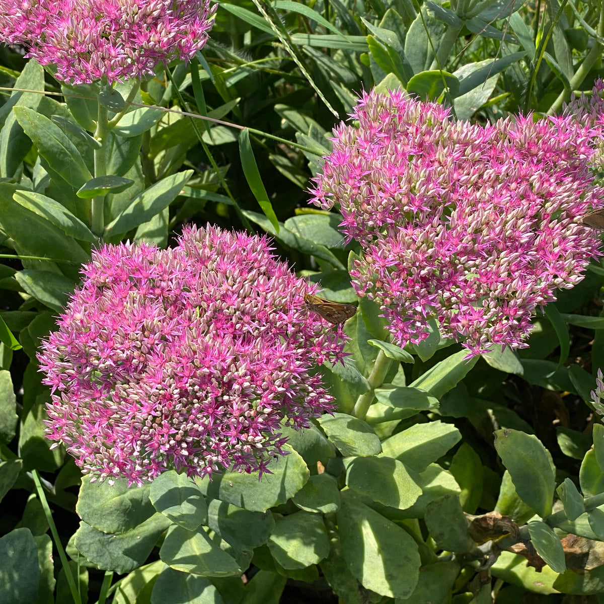 Sedum (Pink)