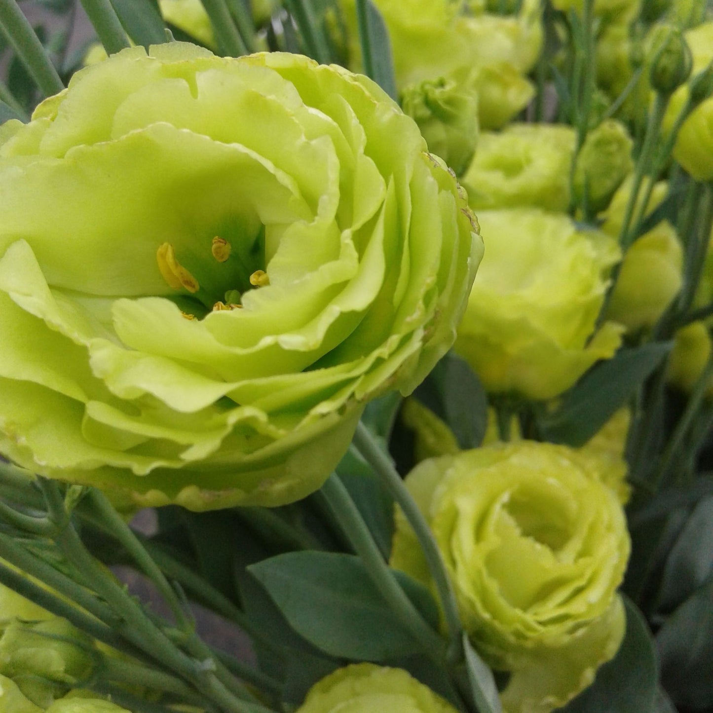 Lisianthus (Green)