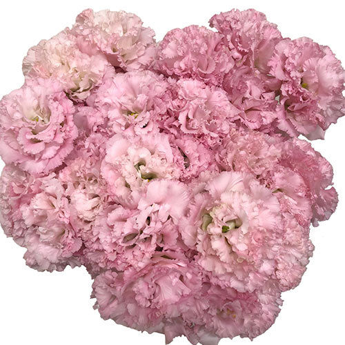 Lisianthus (Light Pink)