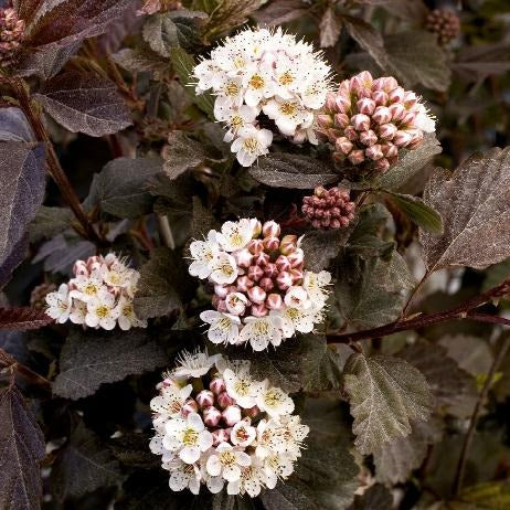 Ninebark (Diablo)