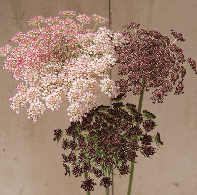 Laceflower, Dara (Chocolate)