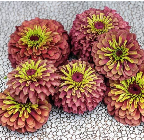 Zinnia, Queen Lime (Red)
