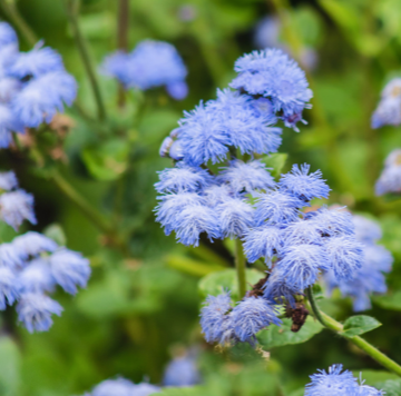 Ageratum (Blue)