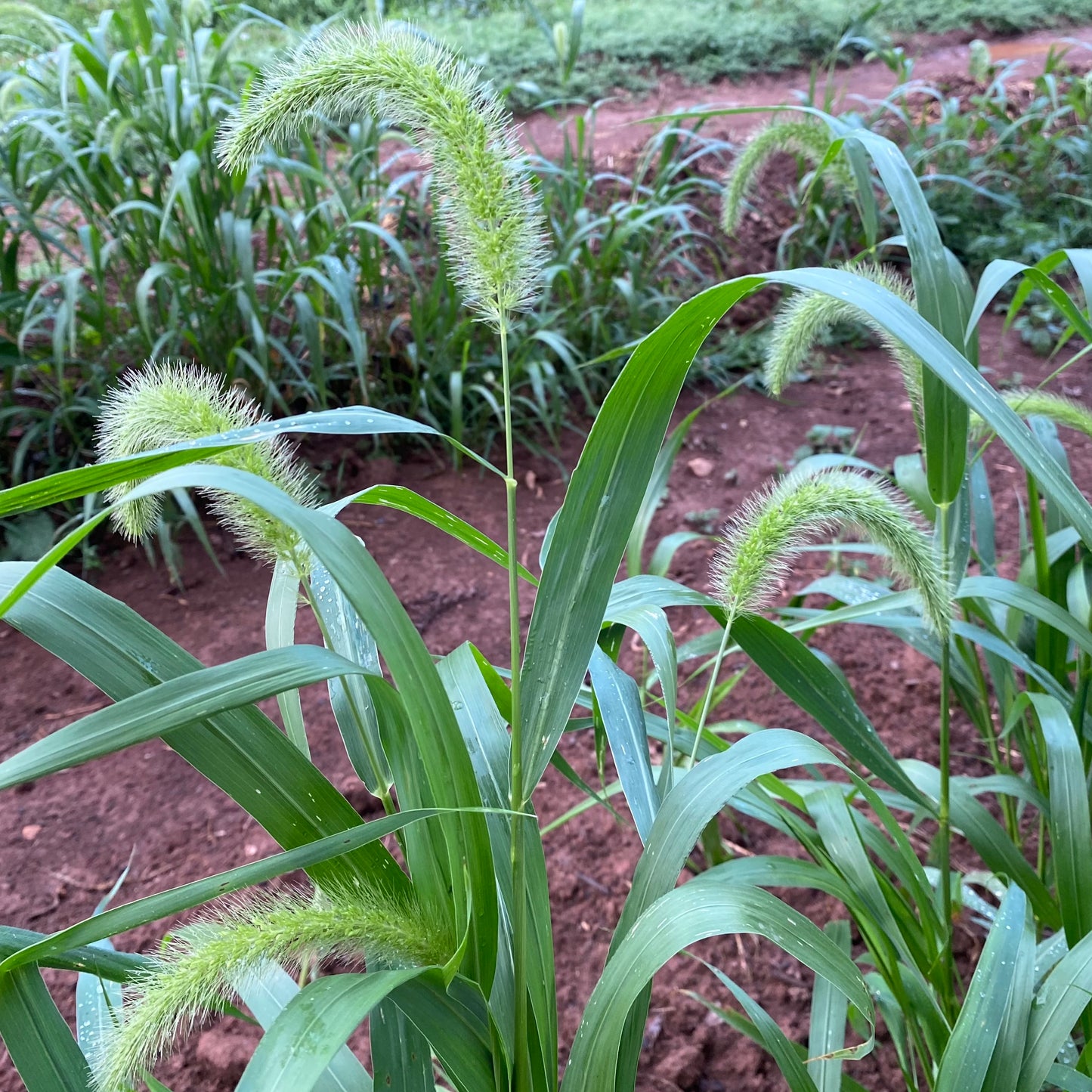 Grass, Foxtail