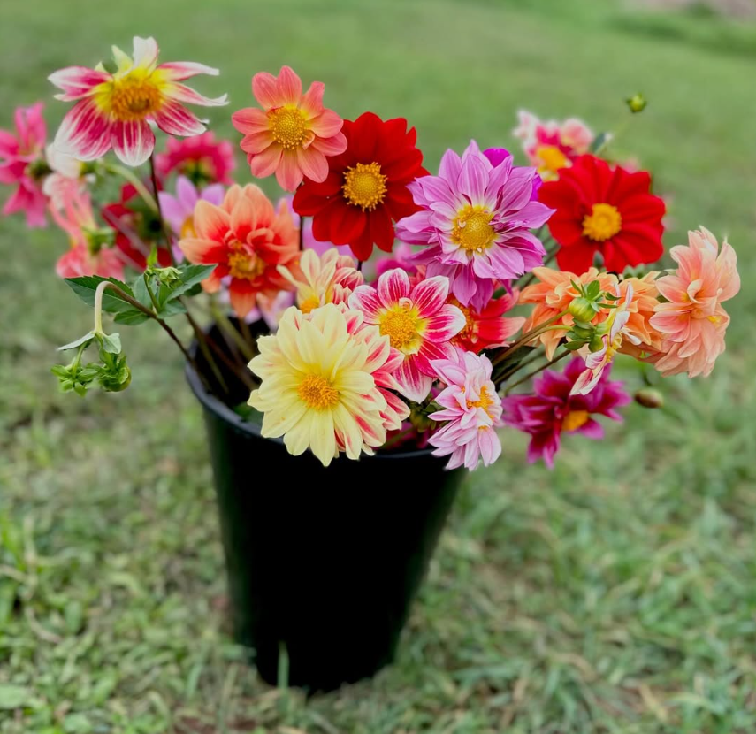 Shop Flowers and Gifts