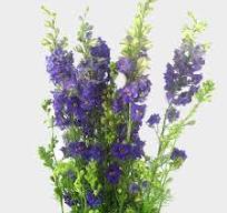 Line Flower