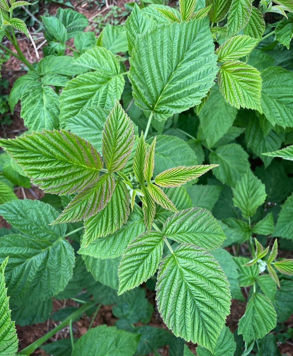 Foliage