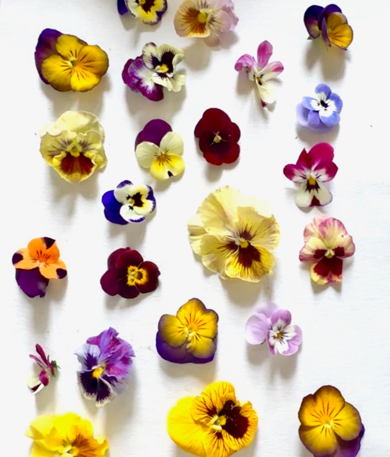 The Art of Flower Pressing