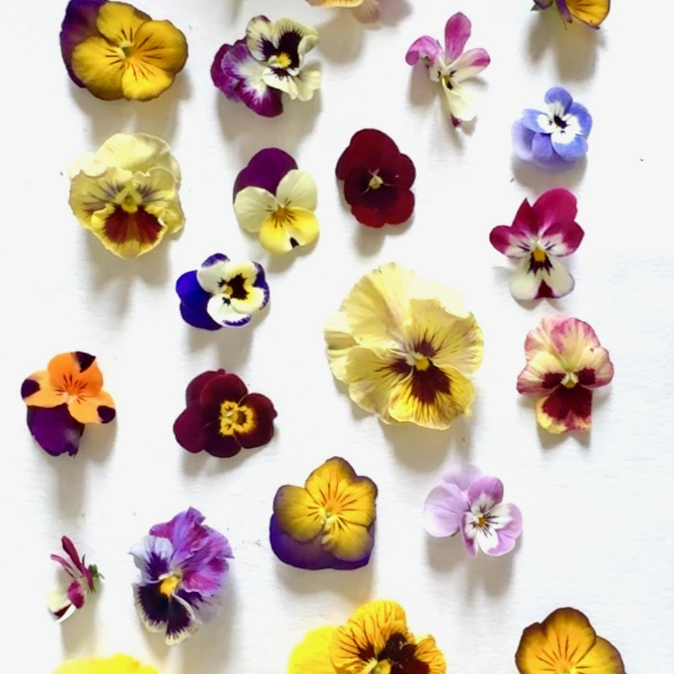 The Art of Flower Pressing