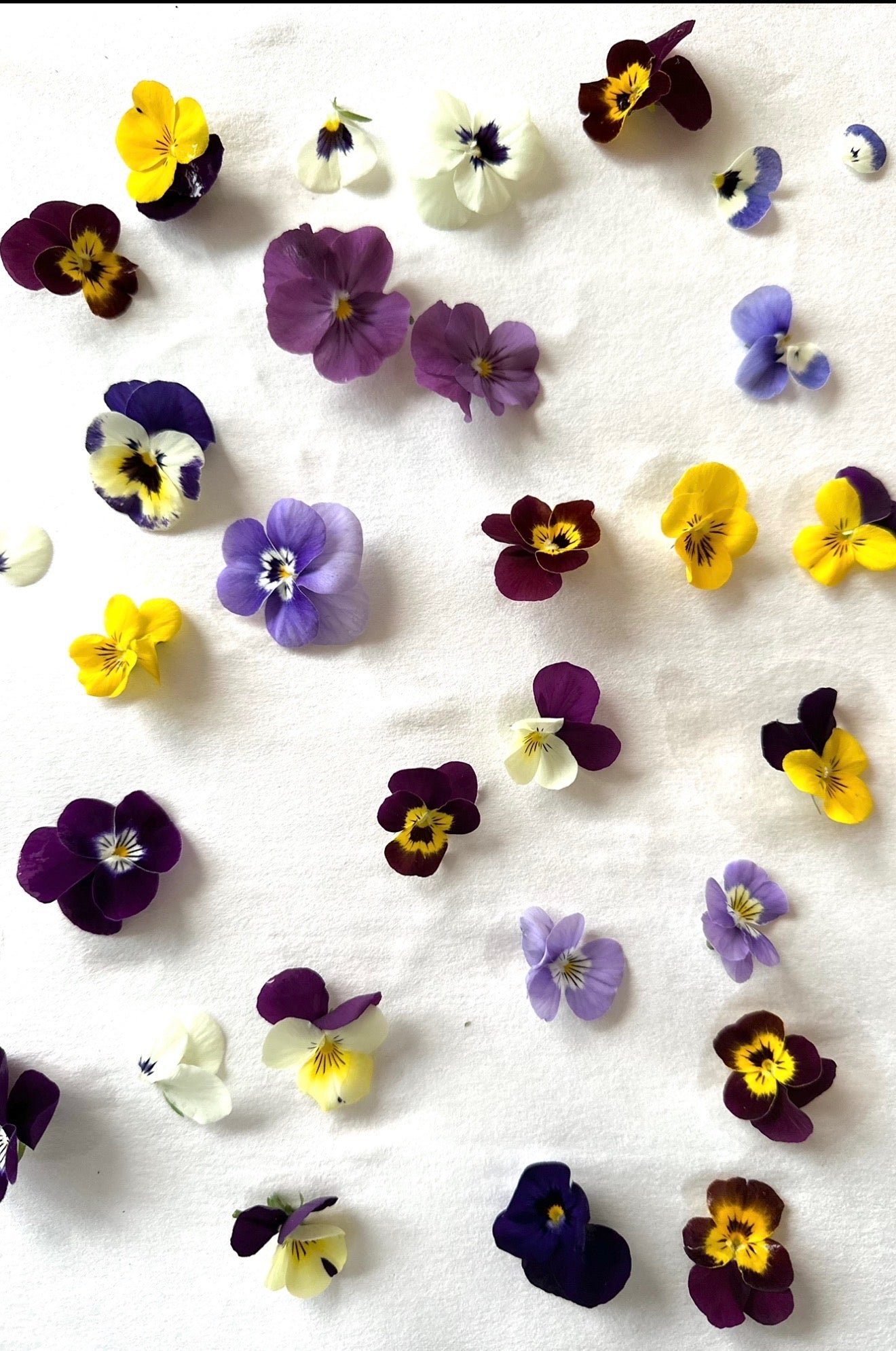 The Art of Flower Pressing
