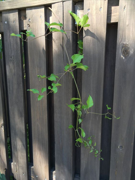 Clematis Vine, non flowering