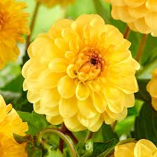 Dahlia (Yellow Shades, Medium)