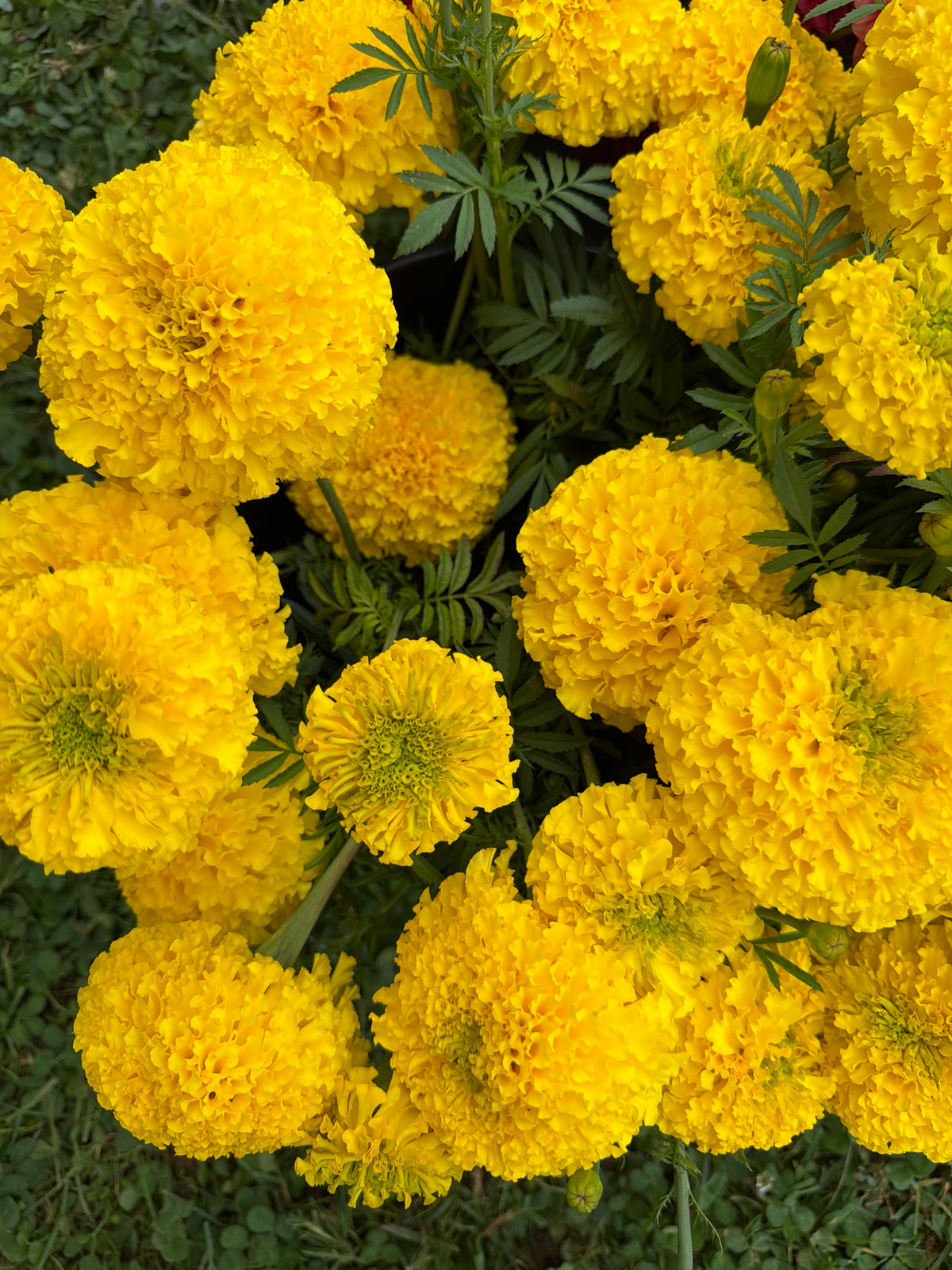 Marigold by the stem