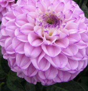 Dahlia (Light Purple Shades, Medium)