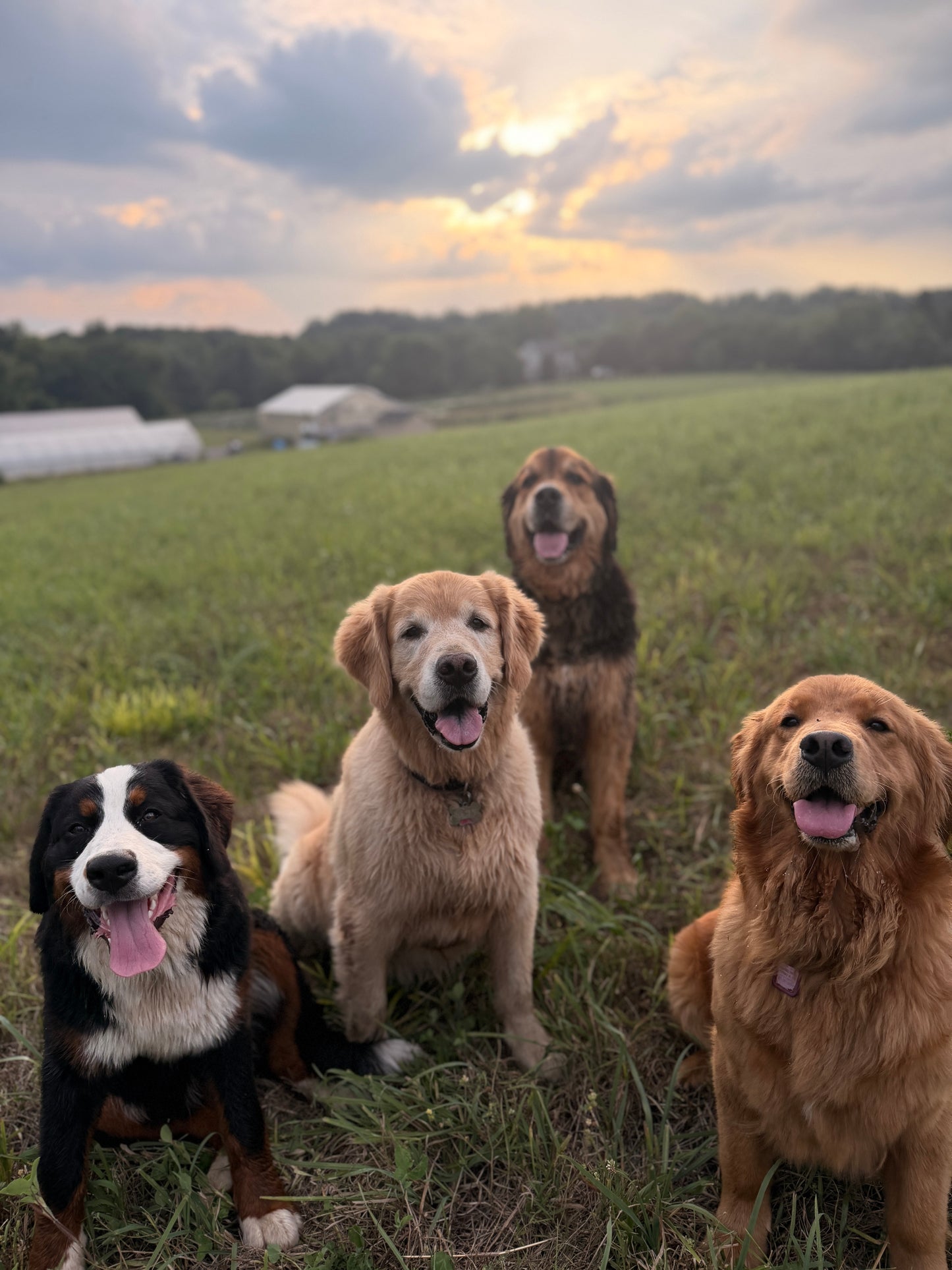 DOG AND DAHLIA DAYS EVENT