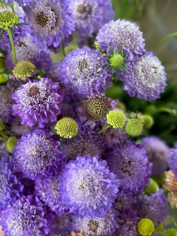 Scabiosa, Purple