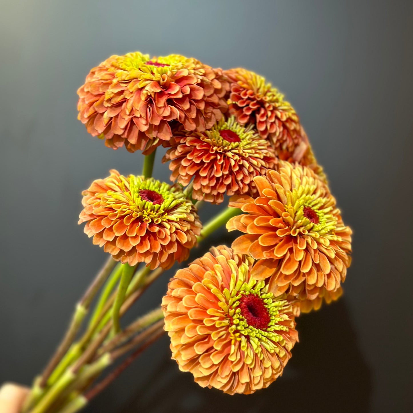 Zinnia, Queen Lime (Orange)