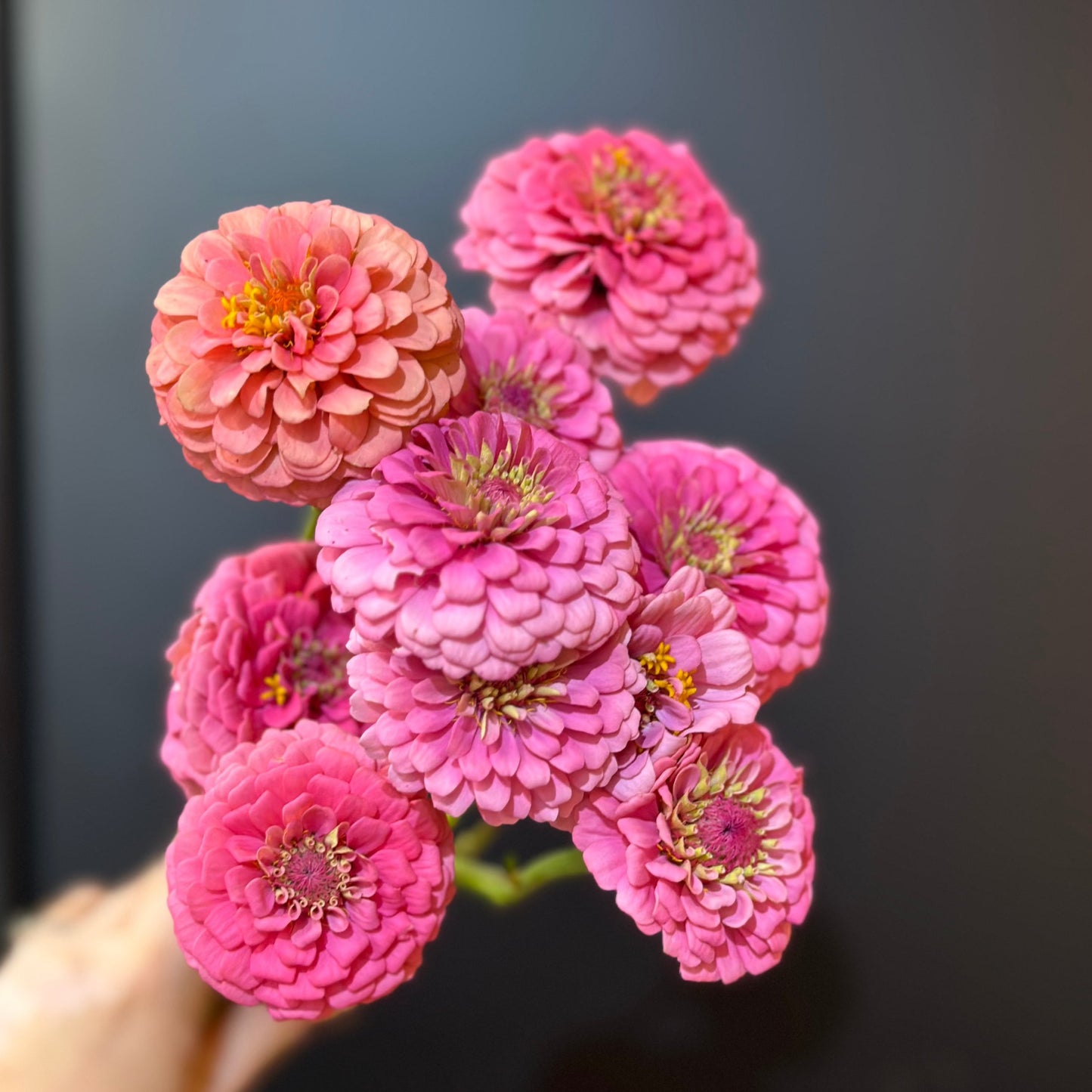 Zinnia, Oklahoma (Pink)