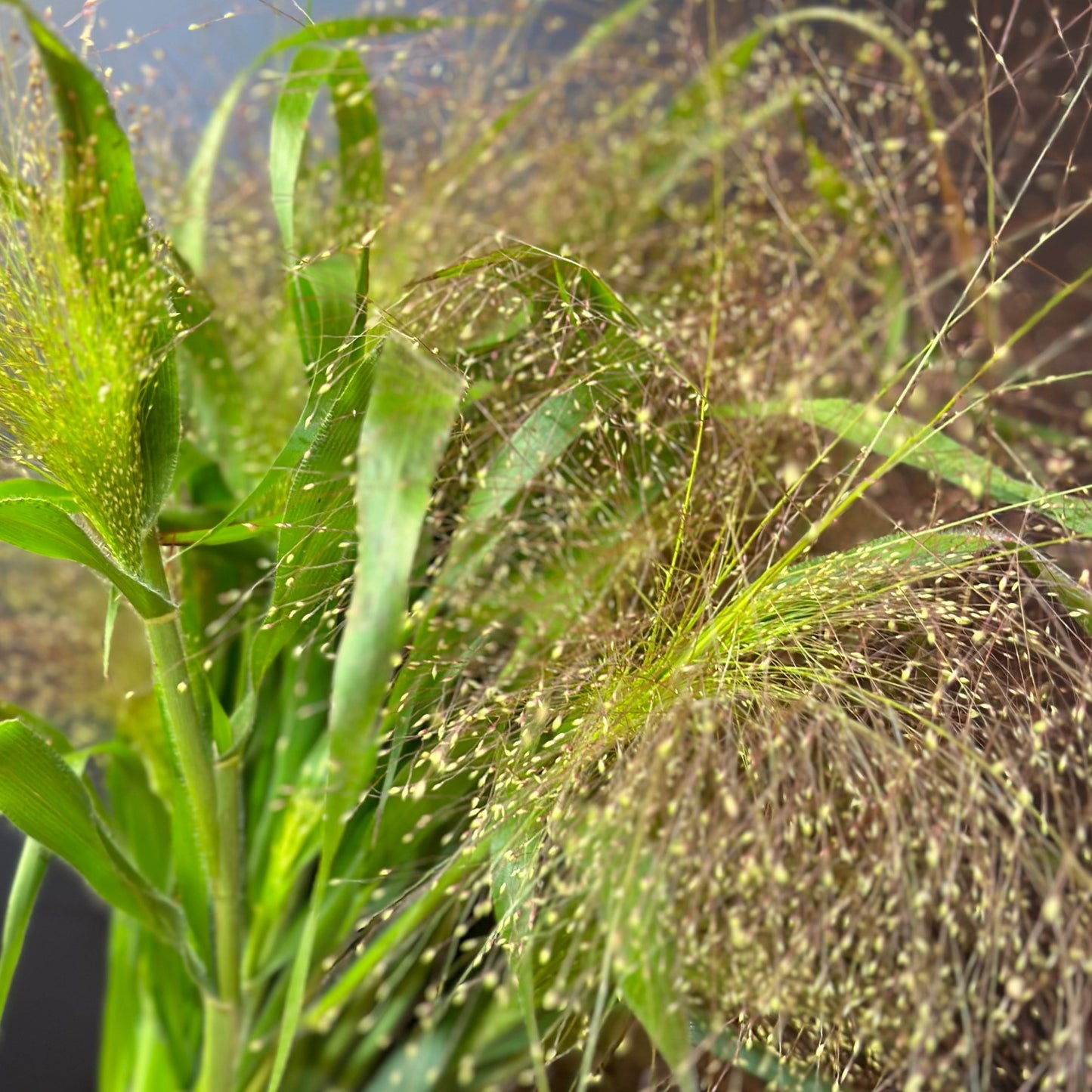 Grass, Panicum (Frosted Explosion)
