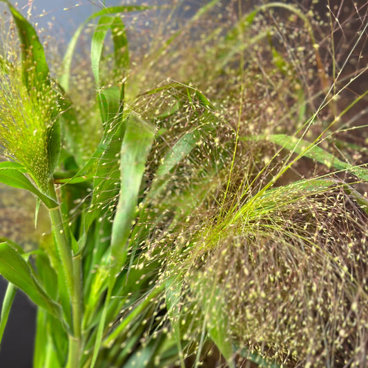 Grass, Panicum (Frosted Explosion)