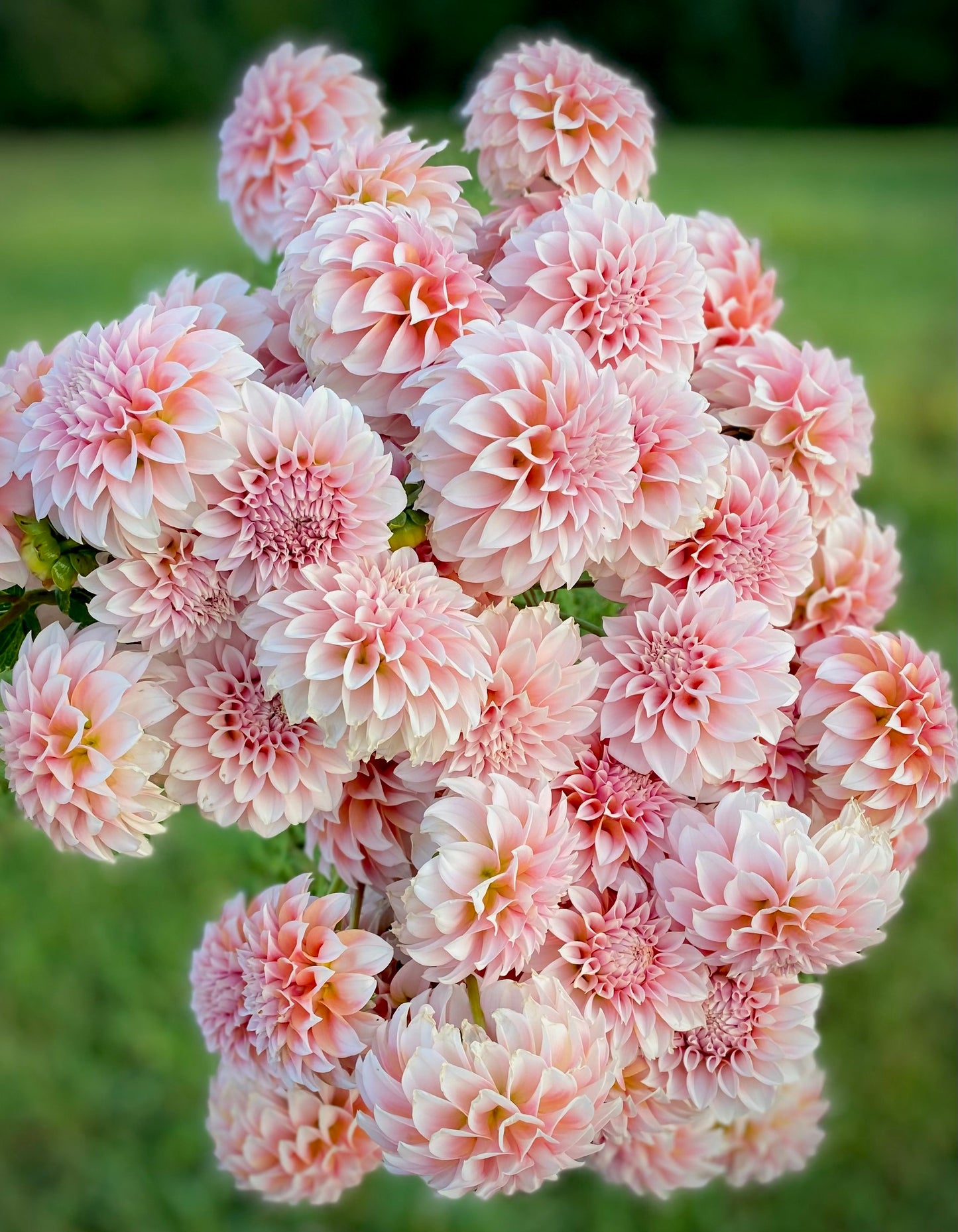 2026 Dahlia CSA Bouquet with Delivery
