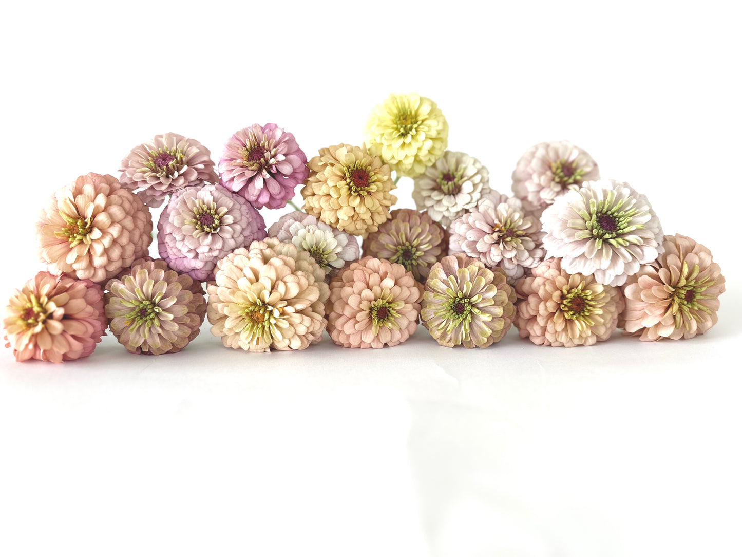 Zinnia, Floret Seed (Blush Mix)