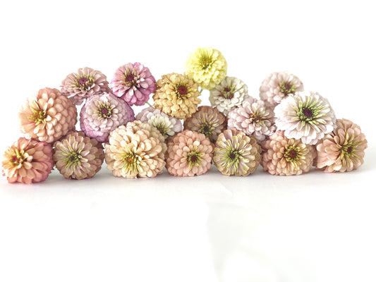 Zinnia, Floret Seed (Blush Mix)