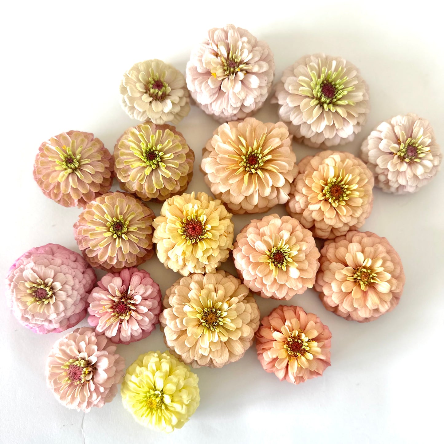 Zinnia, Floret Seed (Blush Mix)