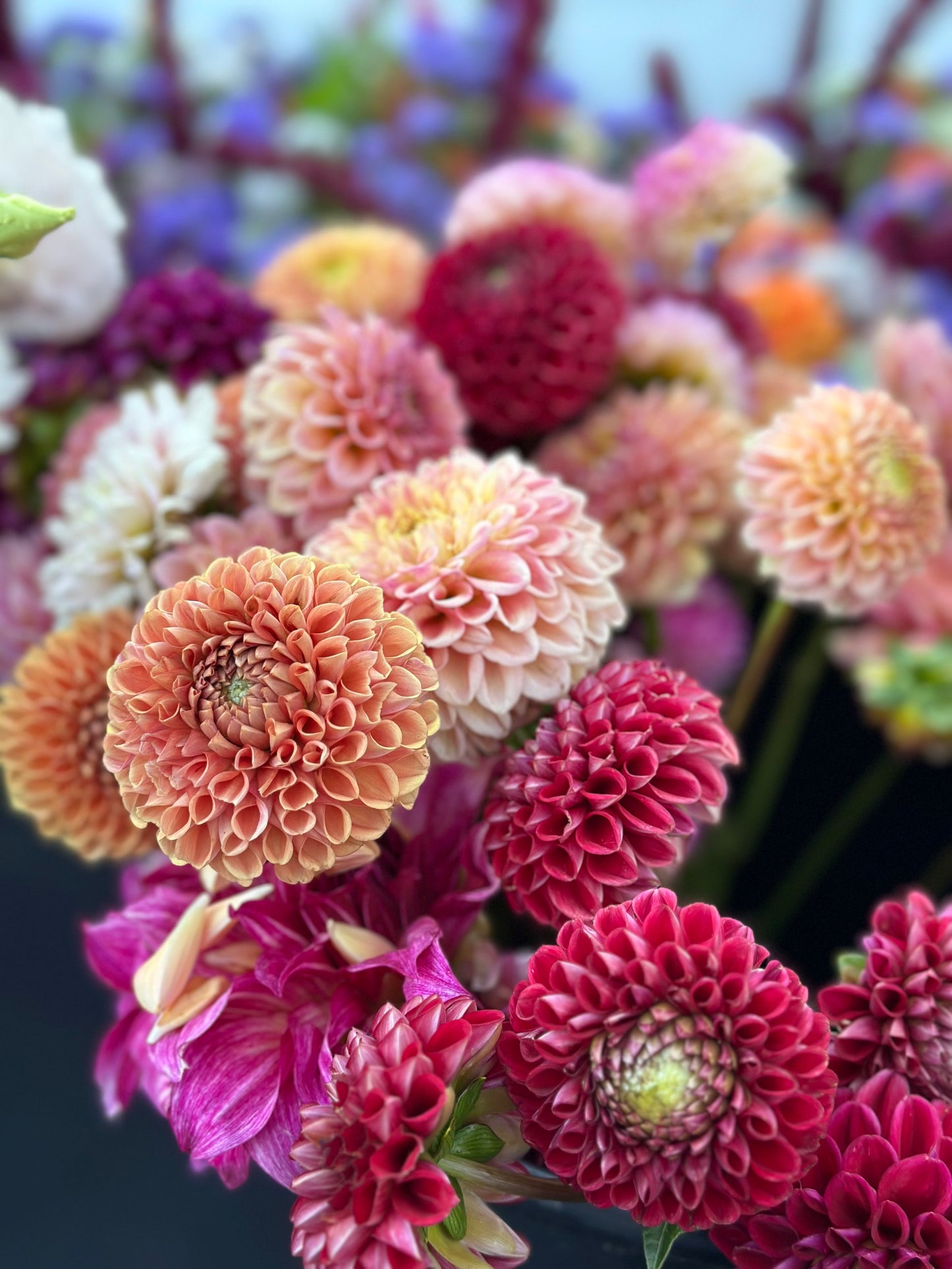 2026 Dahlia CSA Bouquet with Delivery