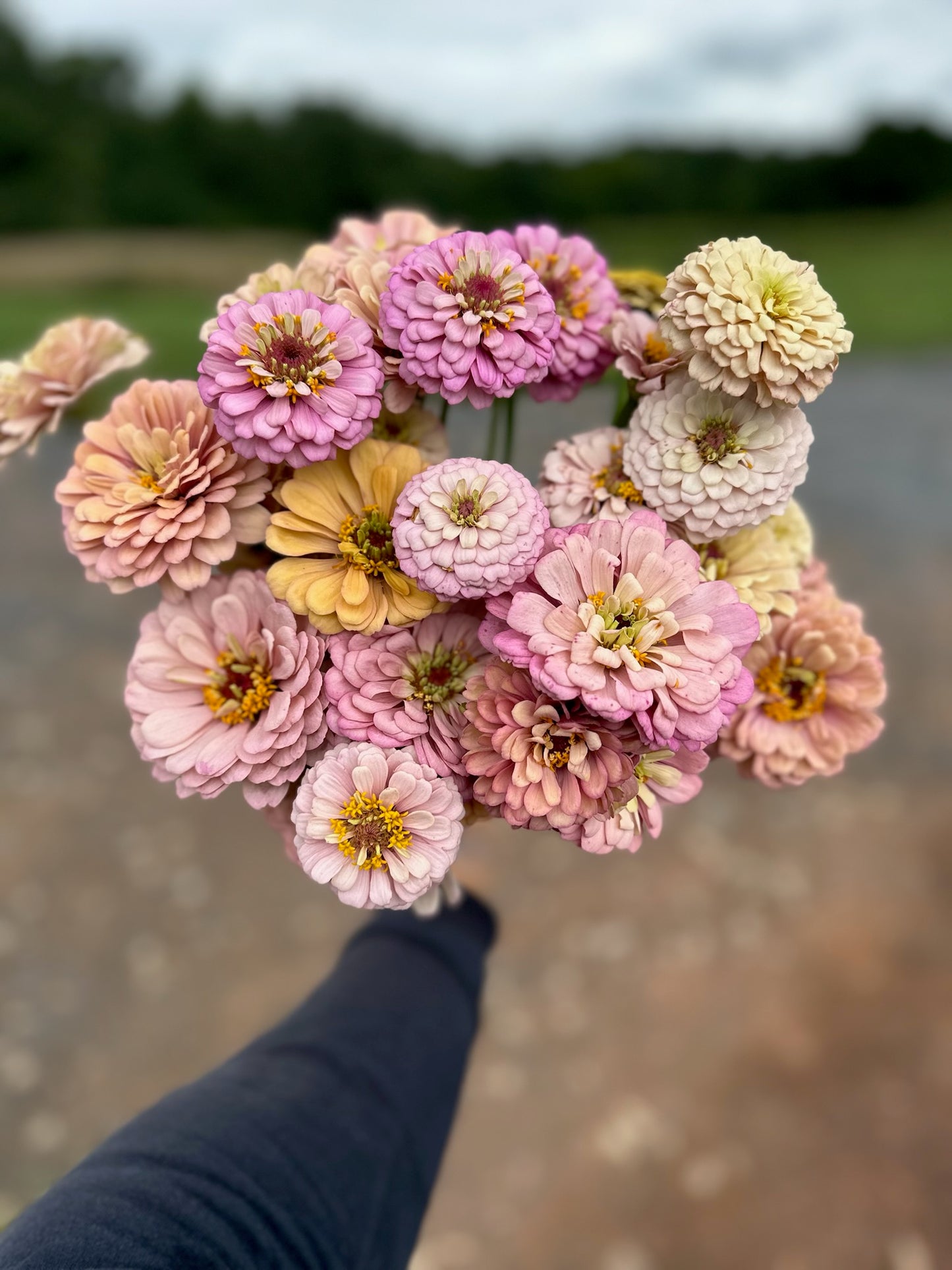 Zinnia, Floret Seed (Blush Mix)