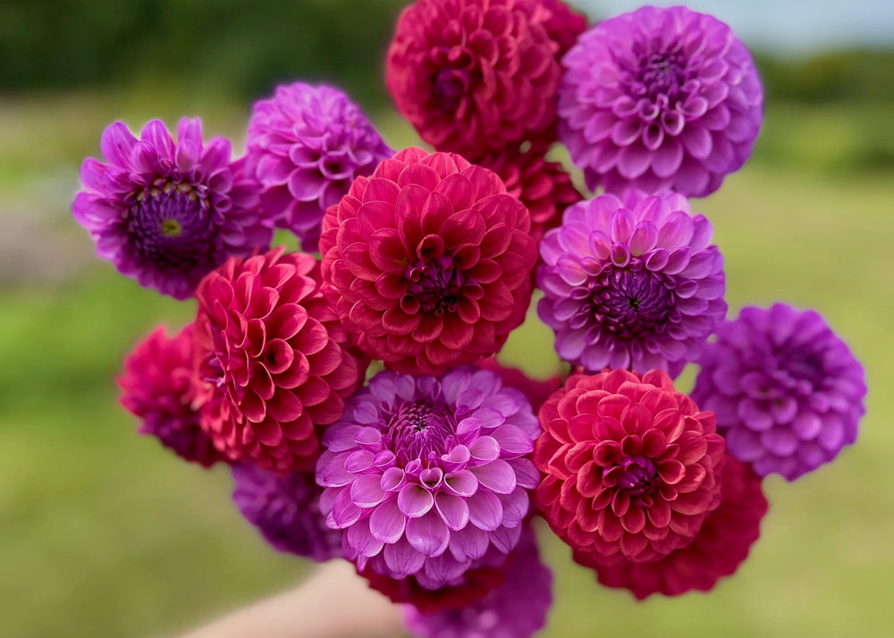Bouquet of purple and red flowers held by a person against a blurred green field background