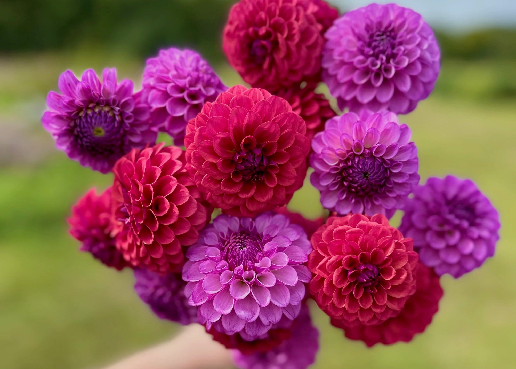 Bouquet of purple and red flowers held by a person against a blurred green field background