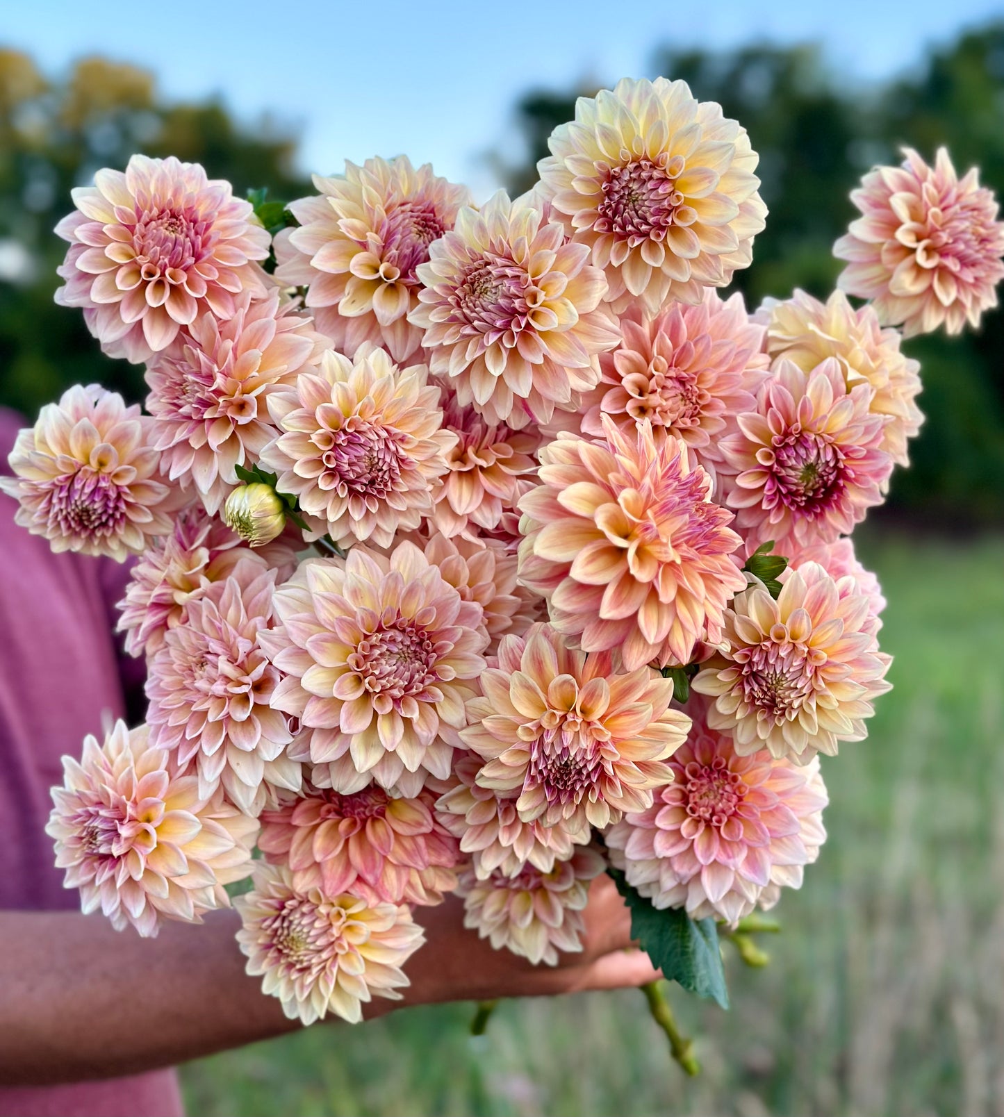 2026 Dahlia CSA Bouquet with Delivery