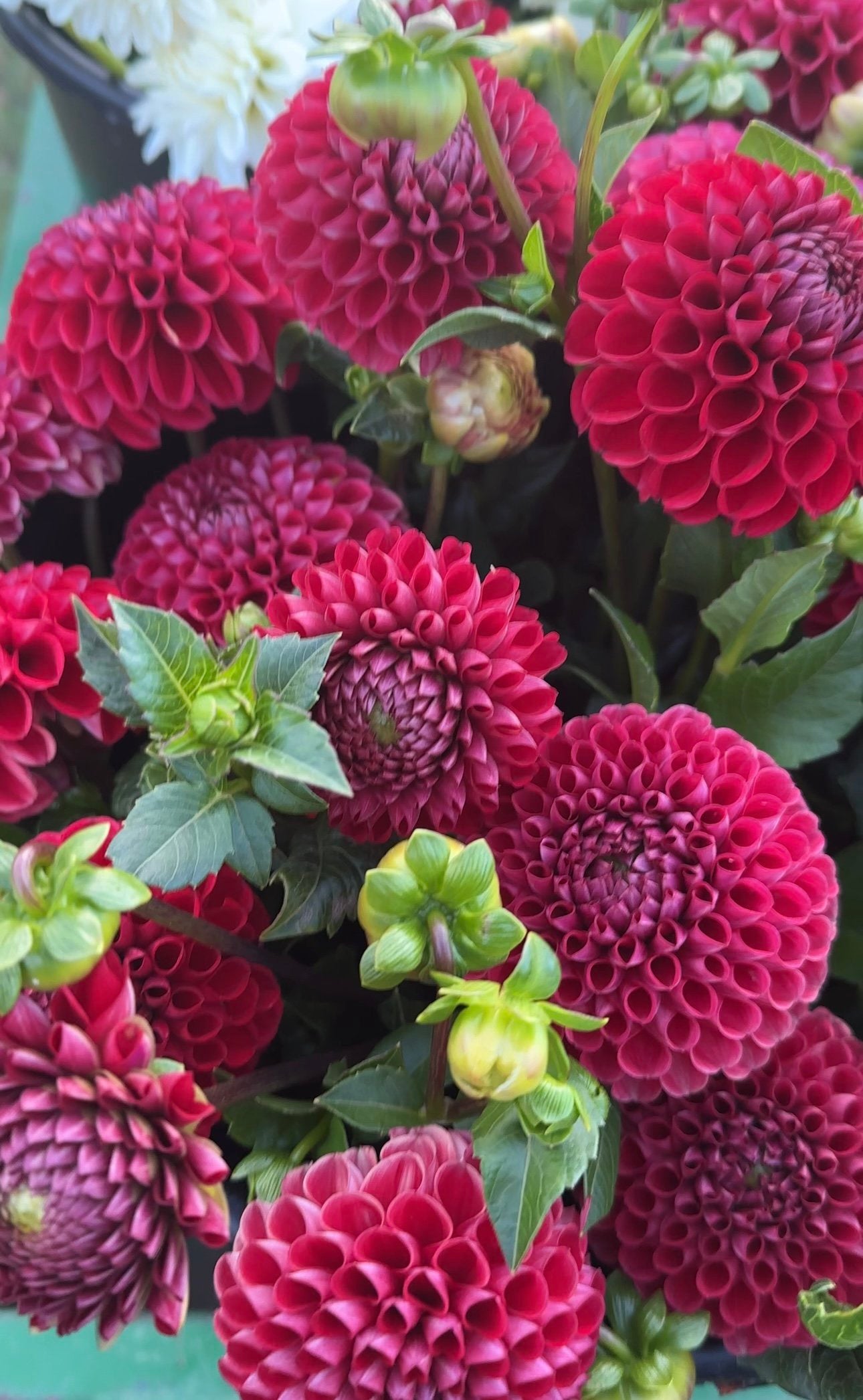 2026 Dahlia CSA Bouquet with Delivery