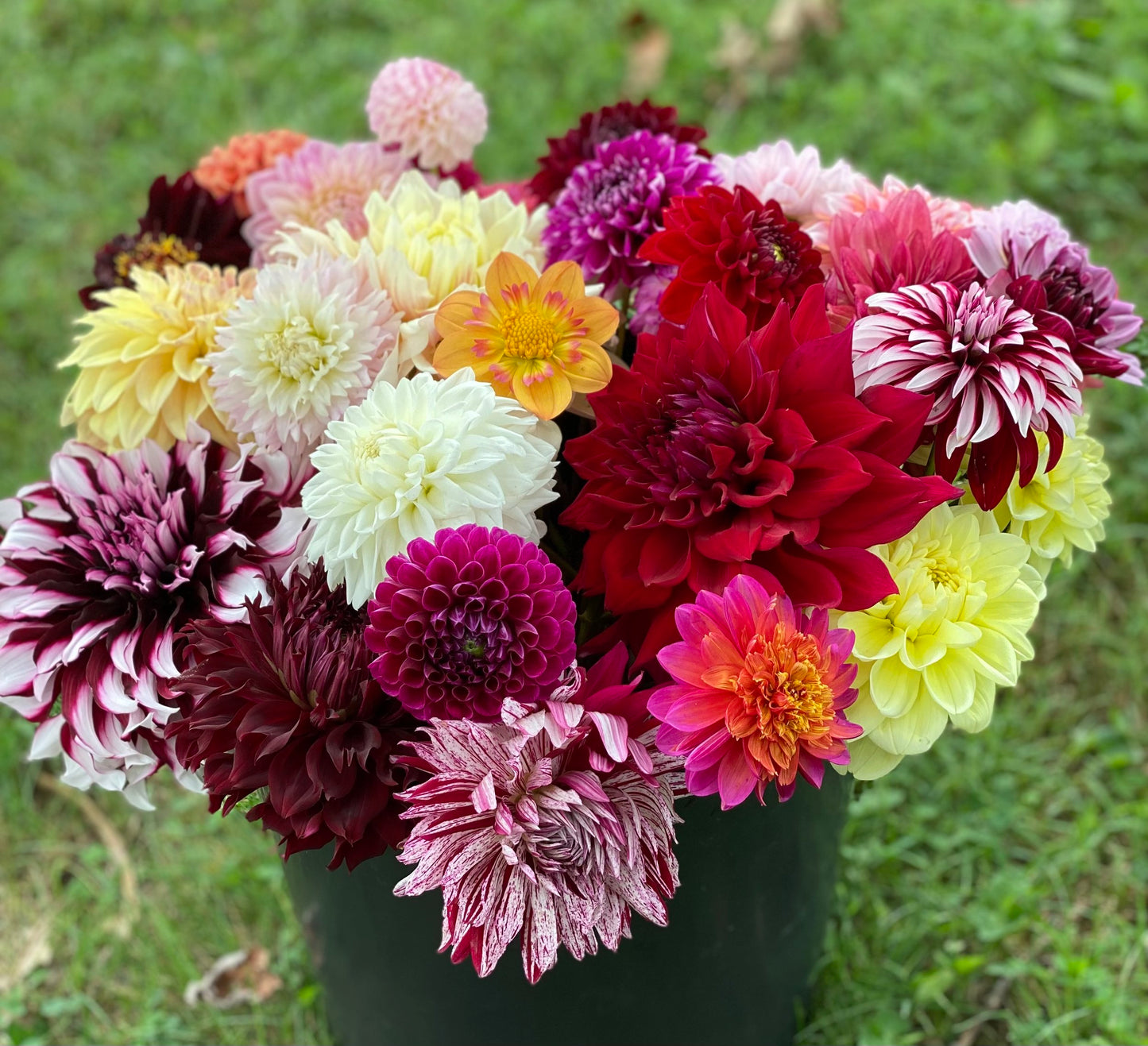 2026 Dahlia CSA Bouquet with Delivery