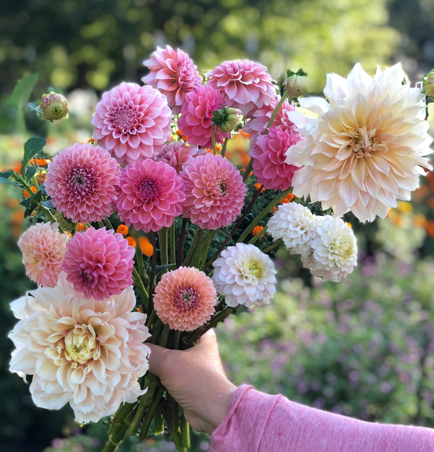 2026 Dahlia CSA Bouquet with Delivery
