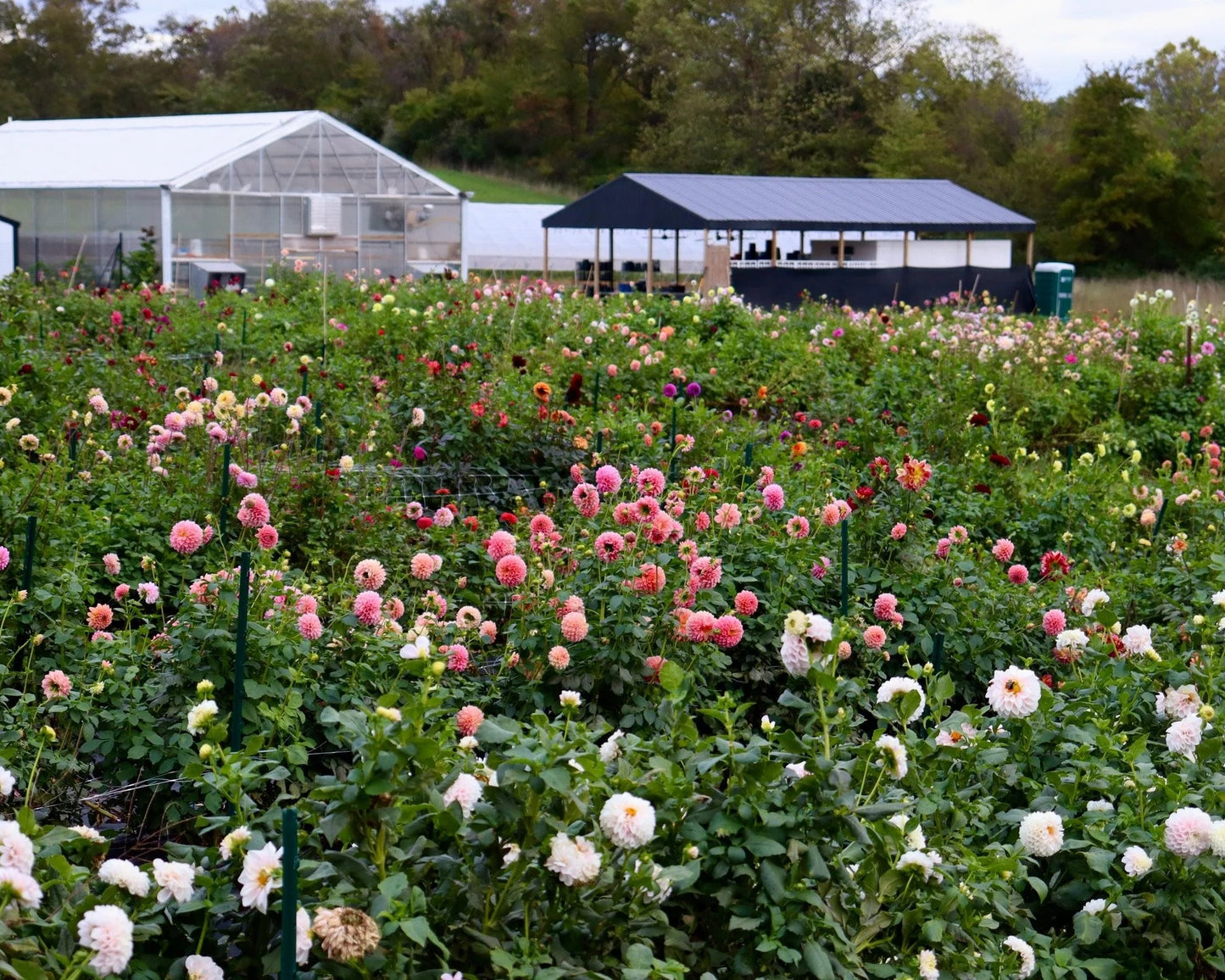 Dahlia U-PICK Event