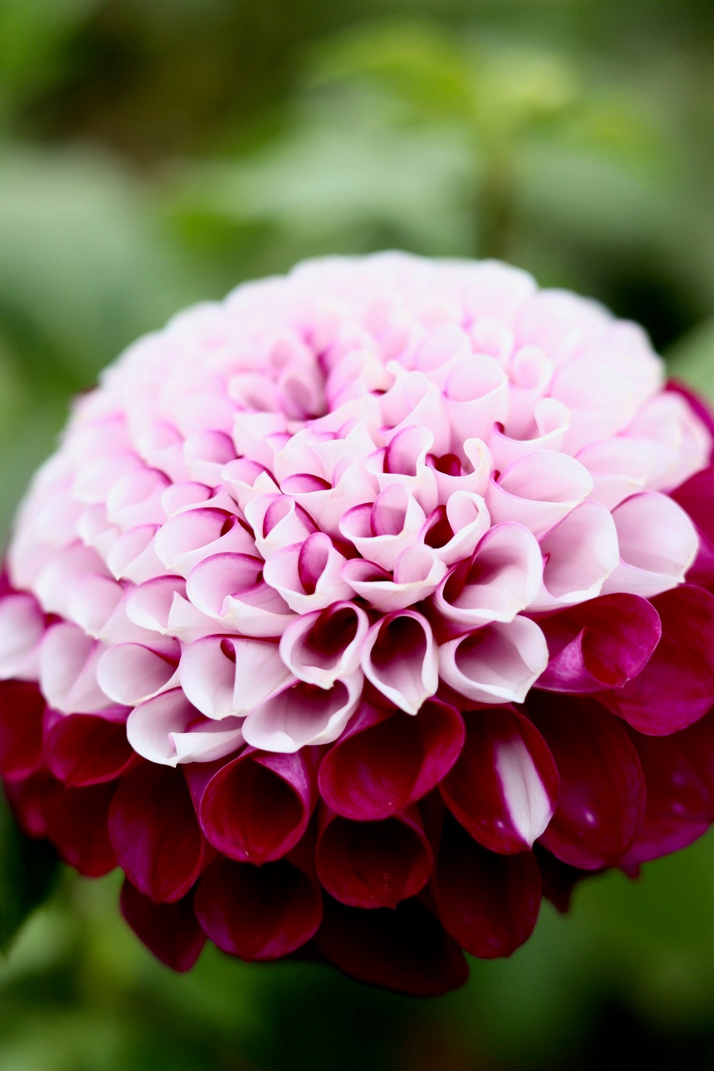 2026 Dahlia CSA Bouquet with Delivery