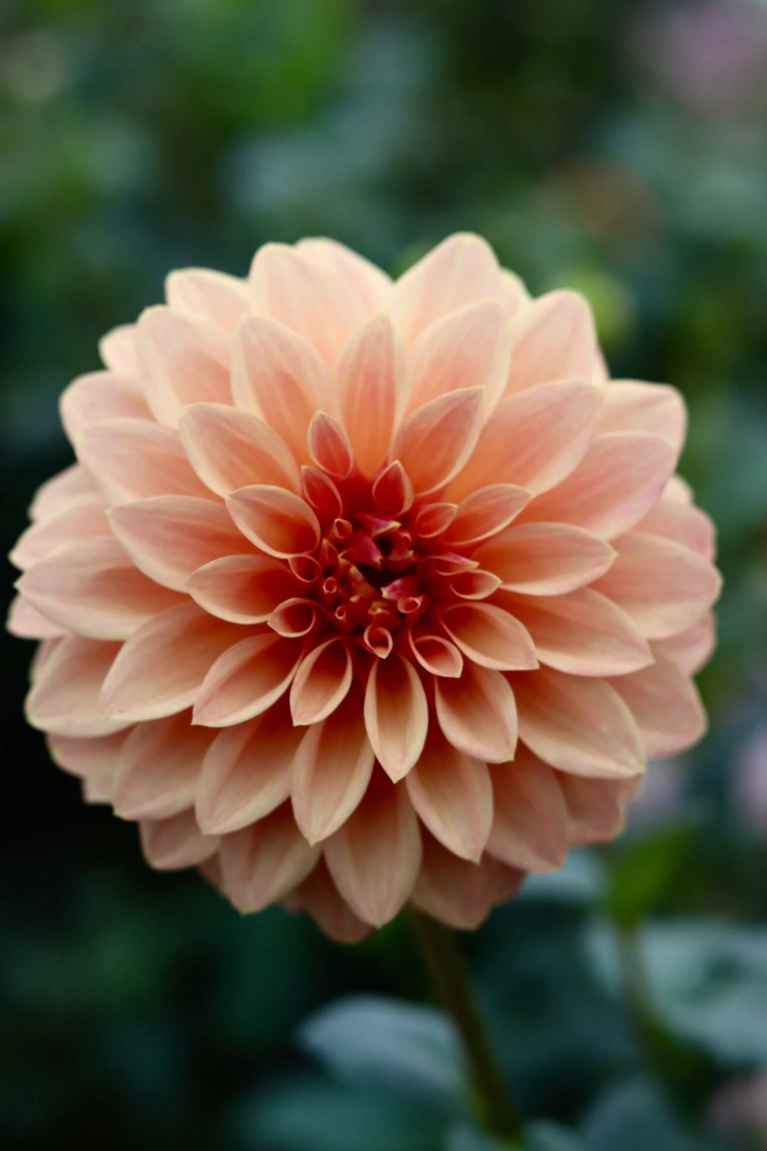 Close-up of a peach-colored dahlia flower with a blurred green background
