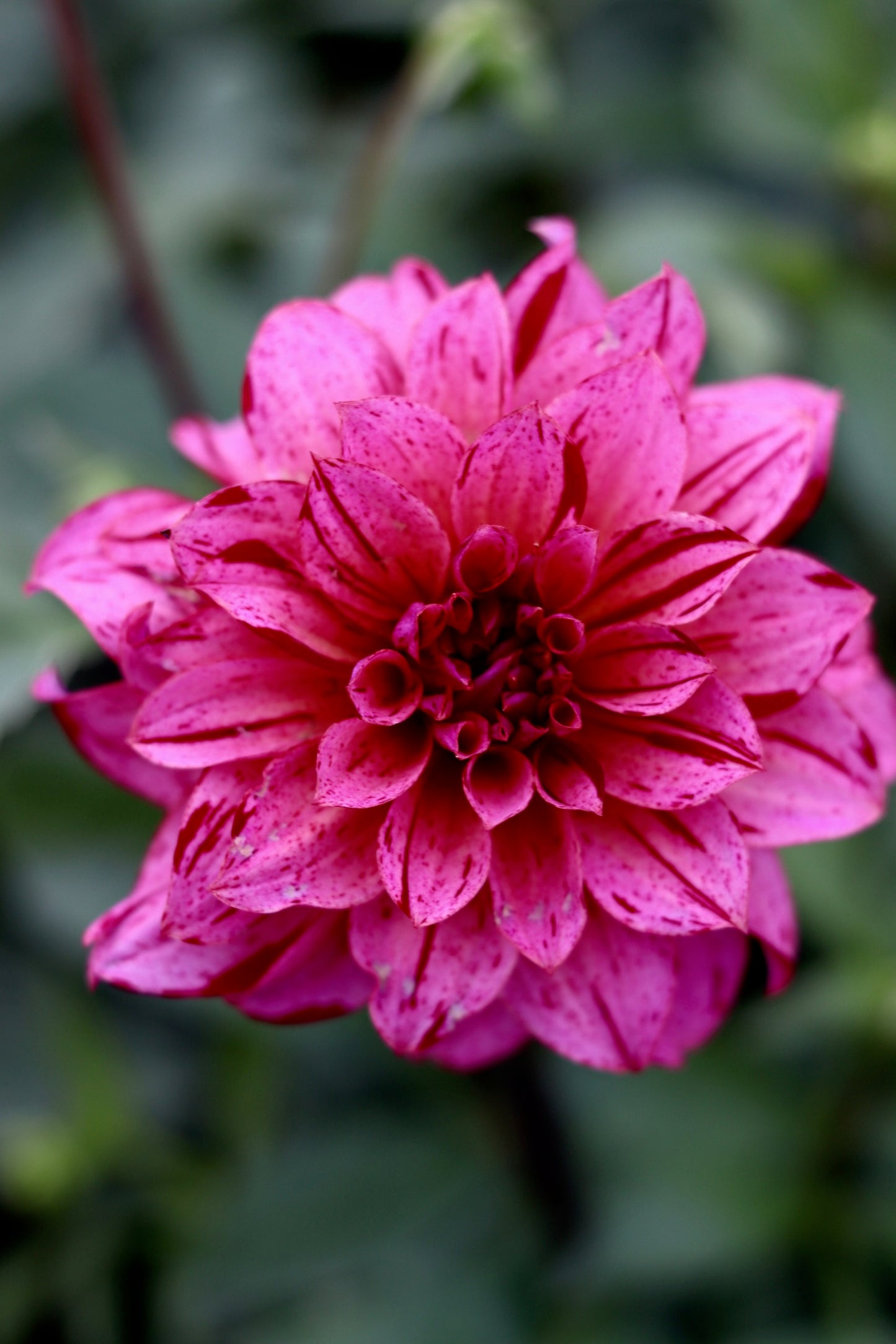 2026 Dahlia CSA Bouquet with Delivery